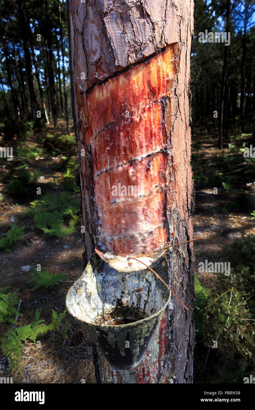 Pine resin collecting cups on the trunk of a pine tree in Portugal  closeup Stock Photo