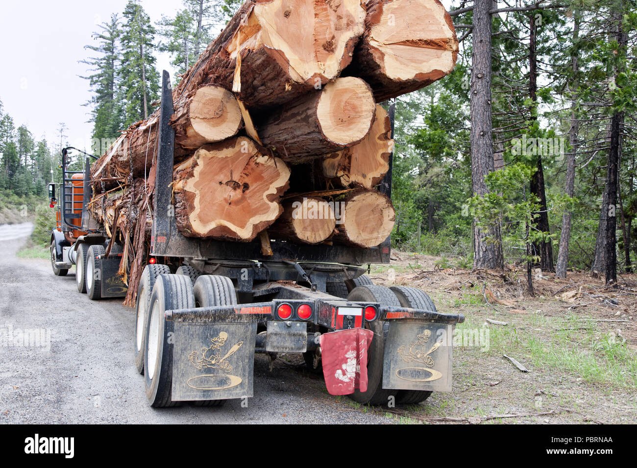 Logging truck transporting harvested  Incense Cedar  logs  'Calocedrus decurrens' to aaw mill,  rural road,  Sierra Foothills, Amador County. Stock Photo