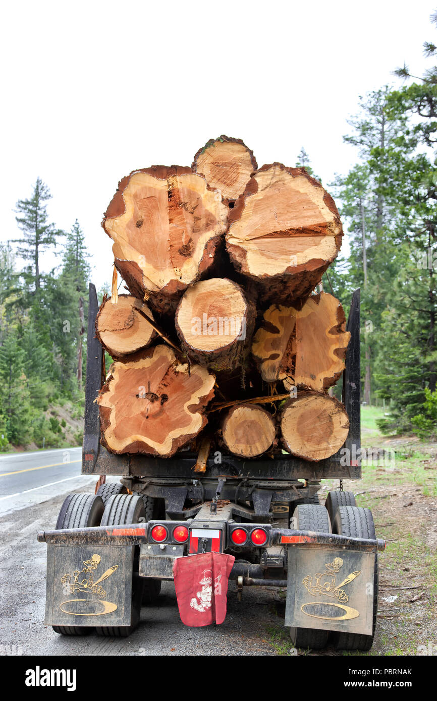 Logging truck transporting harvested  Incense Cedar  logs  'Calocedrus decurrens' to aaw mill,  rural road,  Sierra Foothills, Amador County. Stock Photo