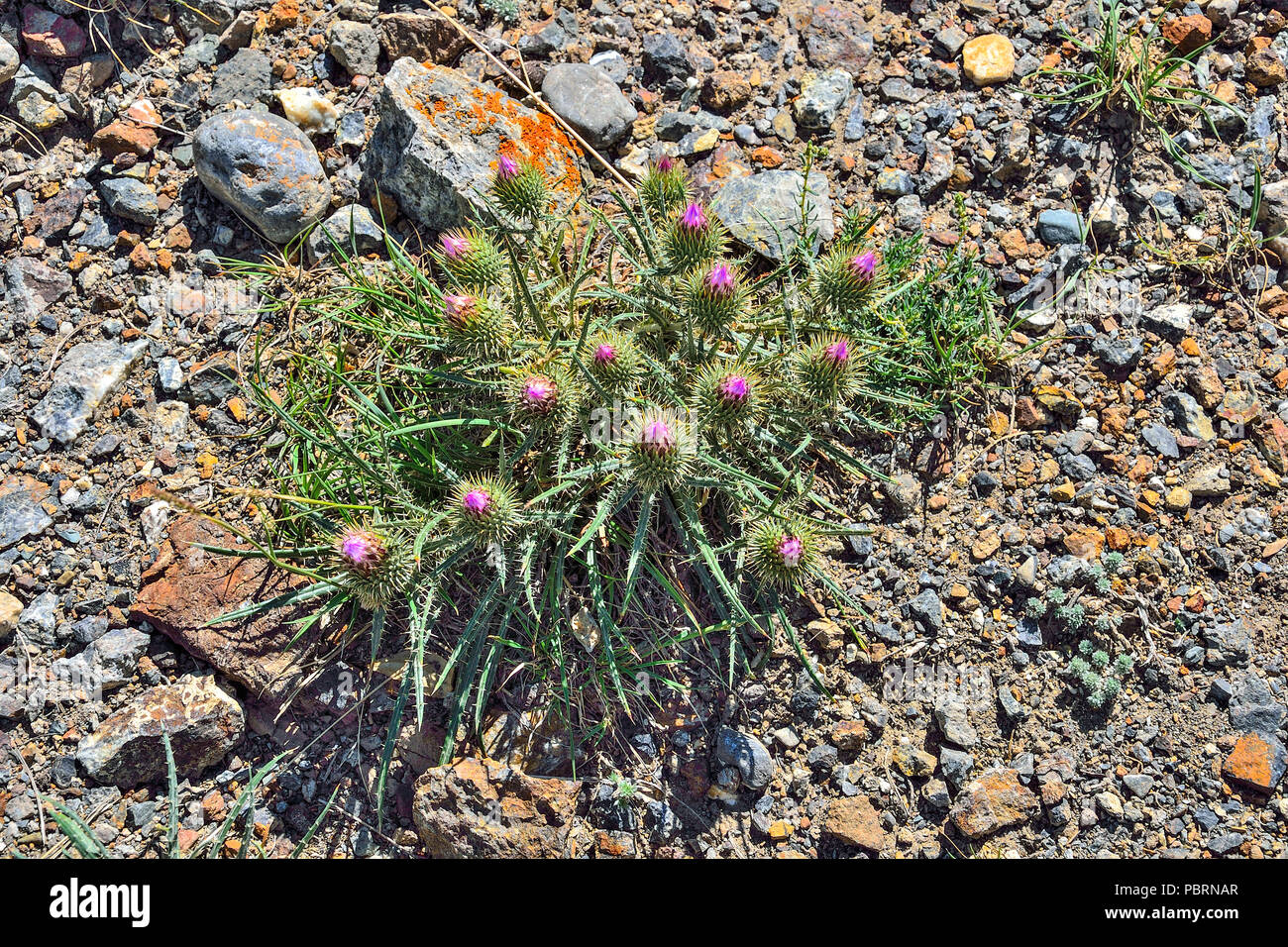 Carduus acanthoides, known as the spiny plumeless thistle, welted thistle, and plumeless thistle - weed and medicinal plant close up, growing in stone Stock Photo