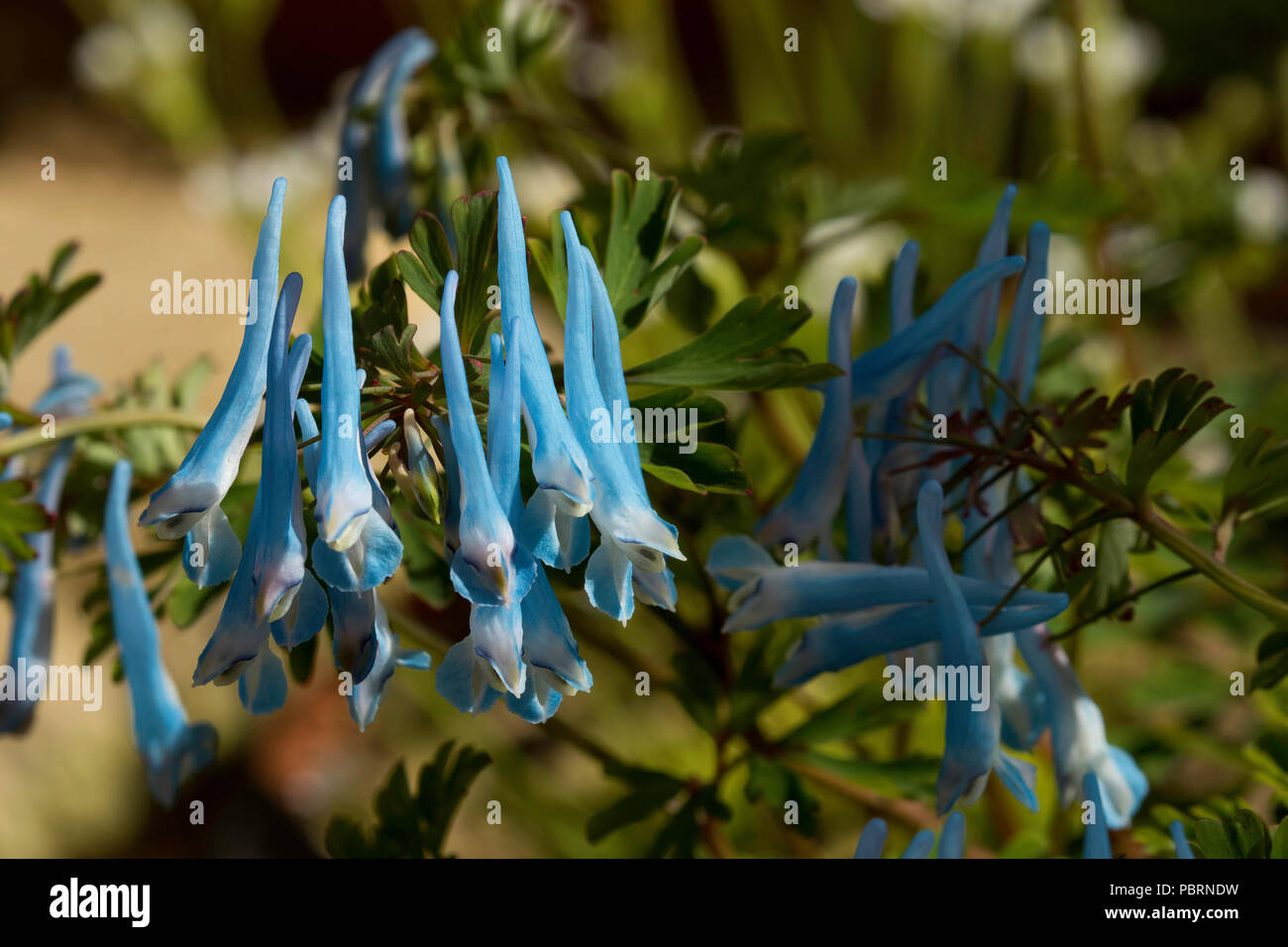 Corydalis curviflora rosthornii 'Blue Heron'. Stock Photo