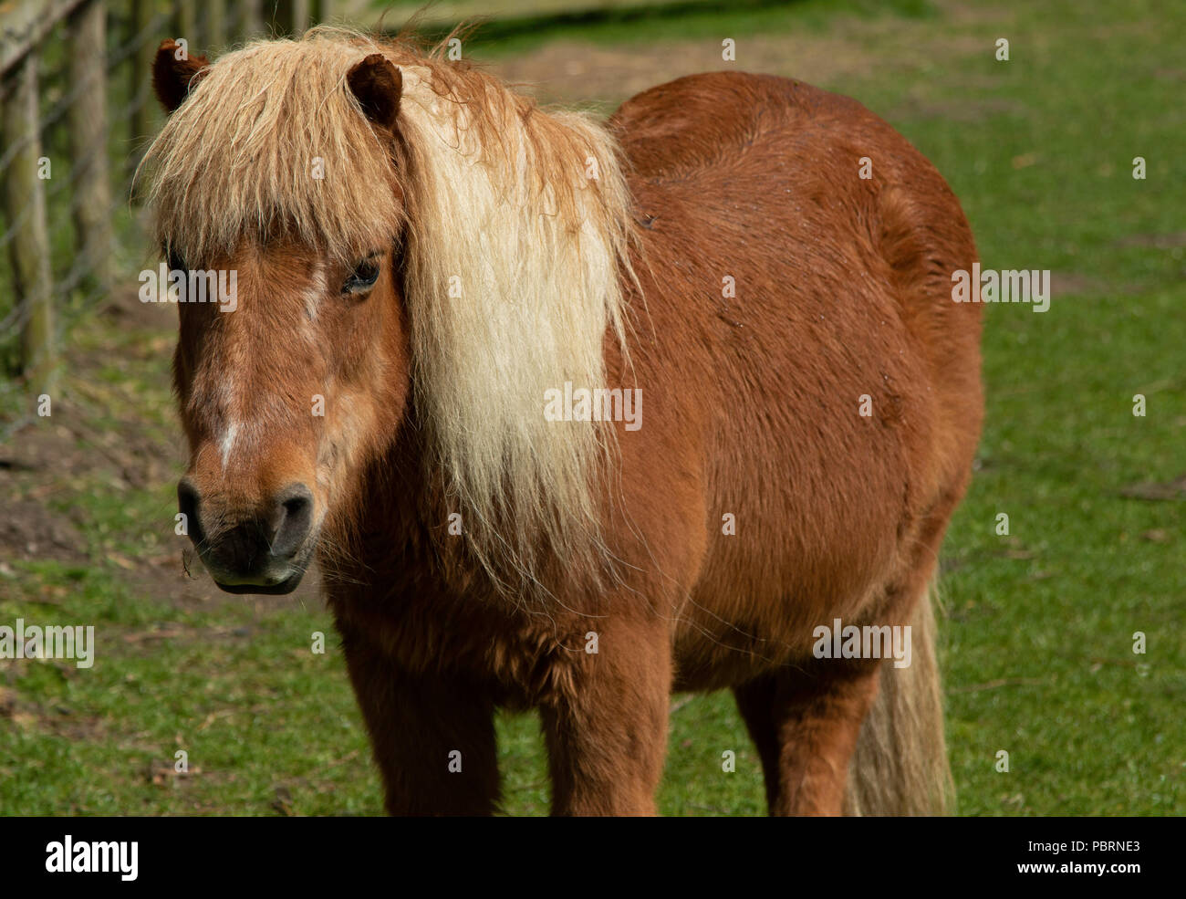 Small brown Shetland Pony in a field. Stock Photo