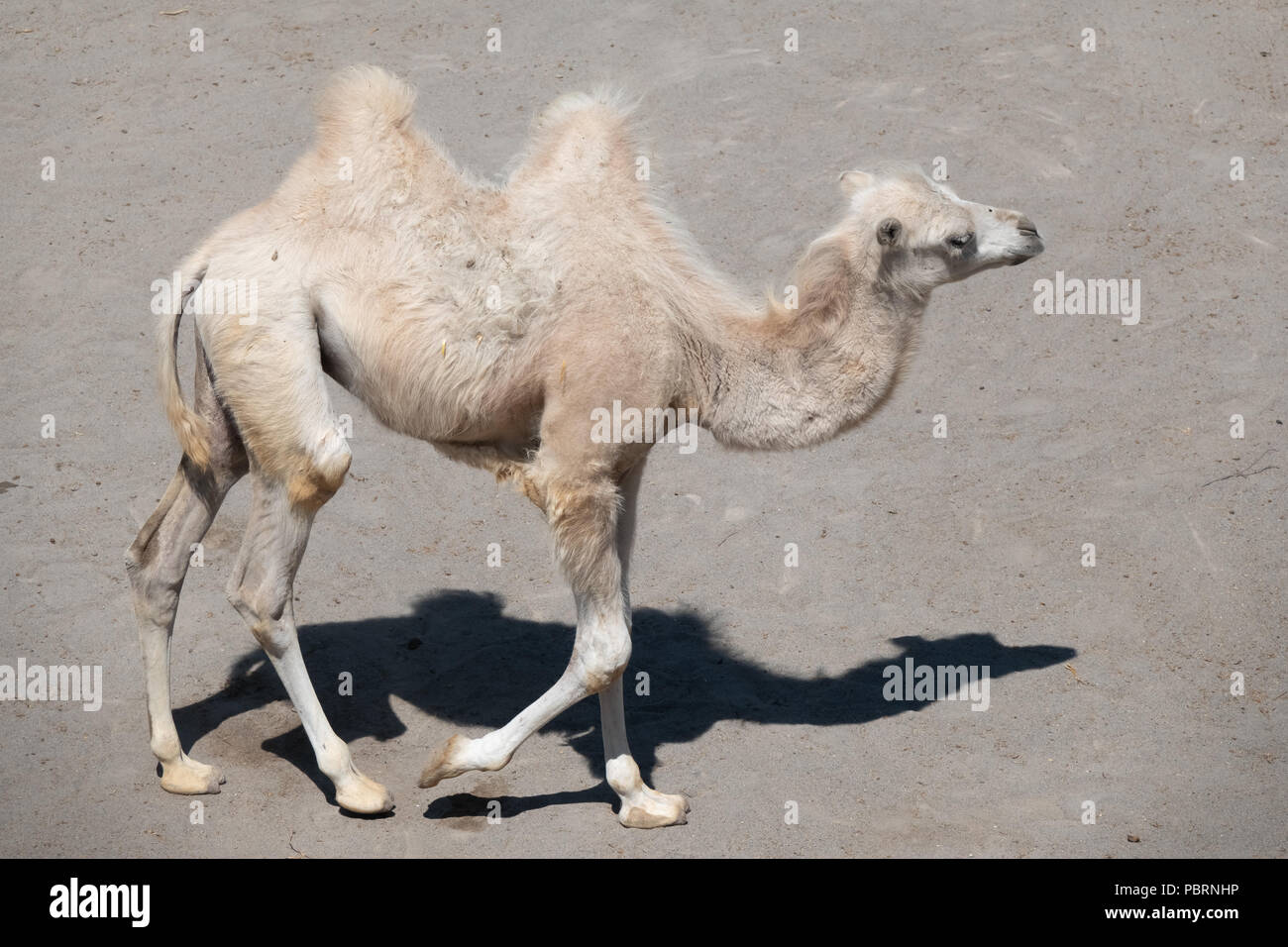 Camel toes hi-res stock photography and images - Alamy