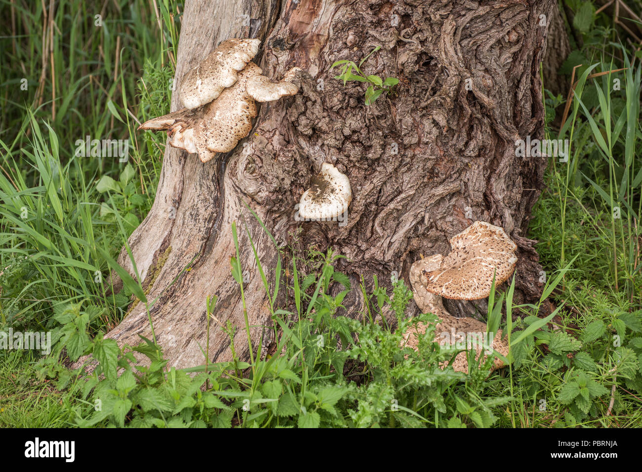 Wild mushrooms are growing in a forest at the foot of a tree trunk. Stock Photo