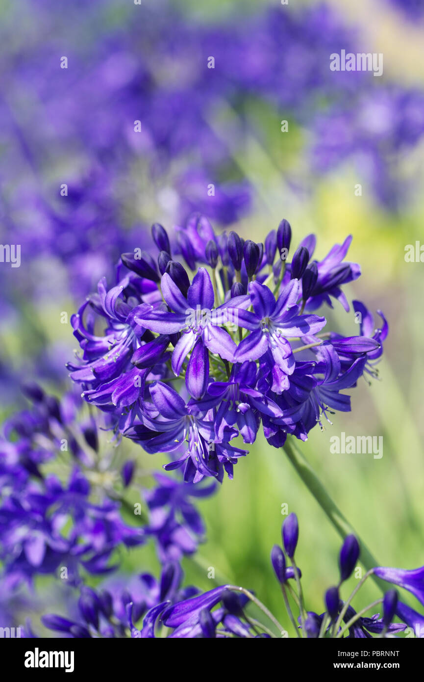 Agapanthus 'Taw Valley' flowers. Stock Photo