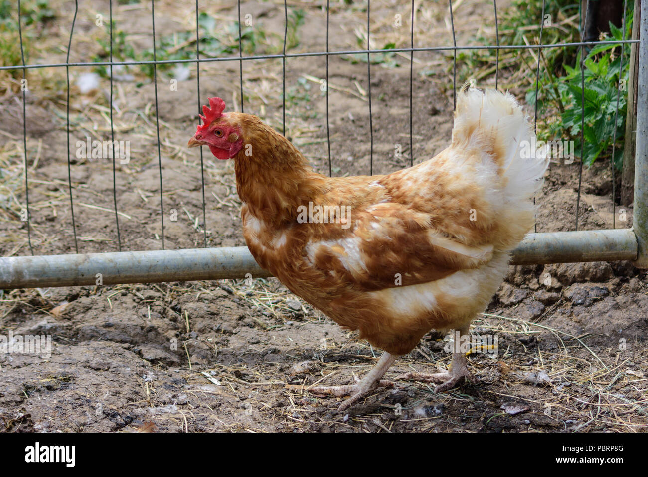 Free range rehomed ISA brown hen next to her enclosure fence Stock Photo