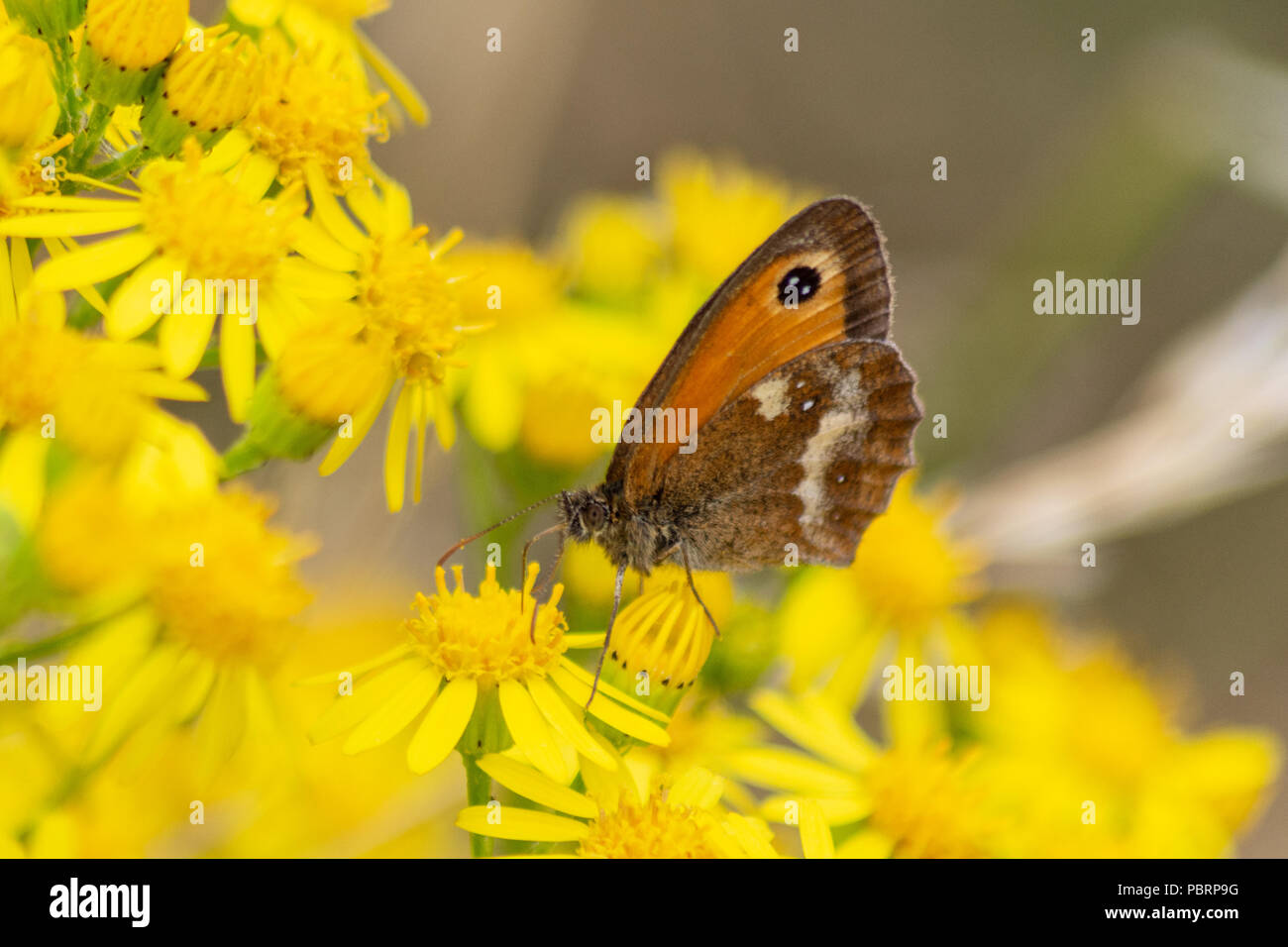 A gatekeeper or hedge brown butterfly with its wings closed feeding from ragwort flowers near the river Avon in Chippenham Wiltshire Stock Photo