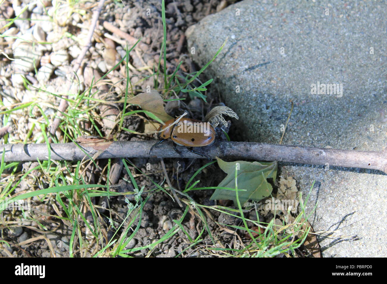 Bug on a Stick Stock Photo