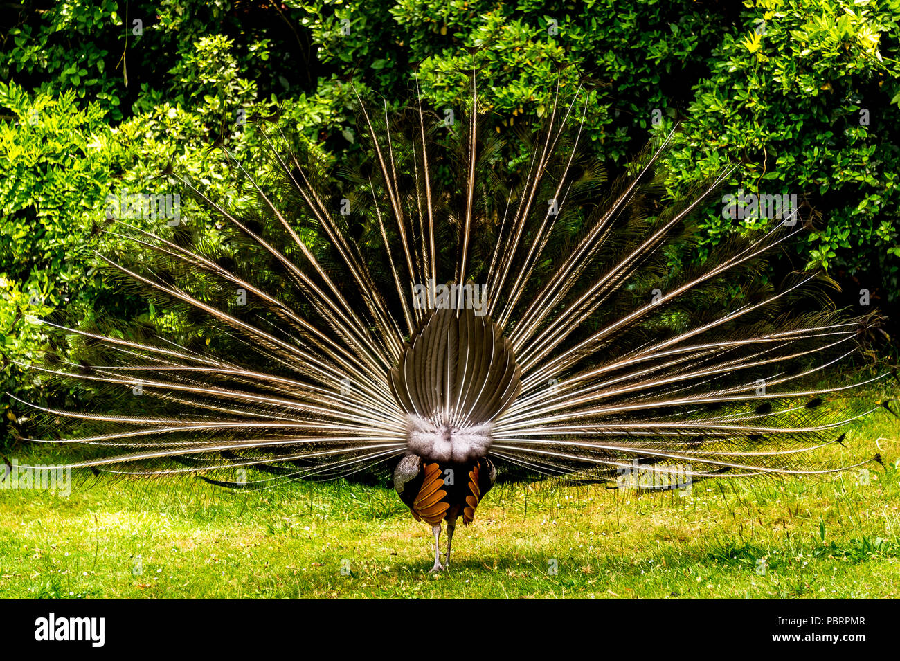 Peacock from behind with its plumage as he fans his tail in a park in Paris, France Stock Photo