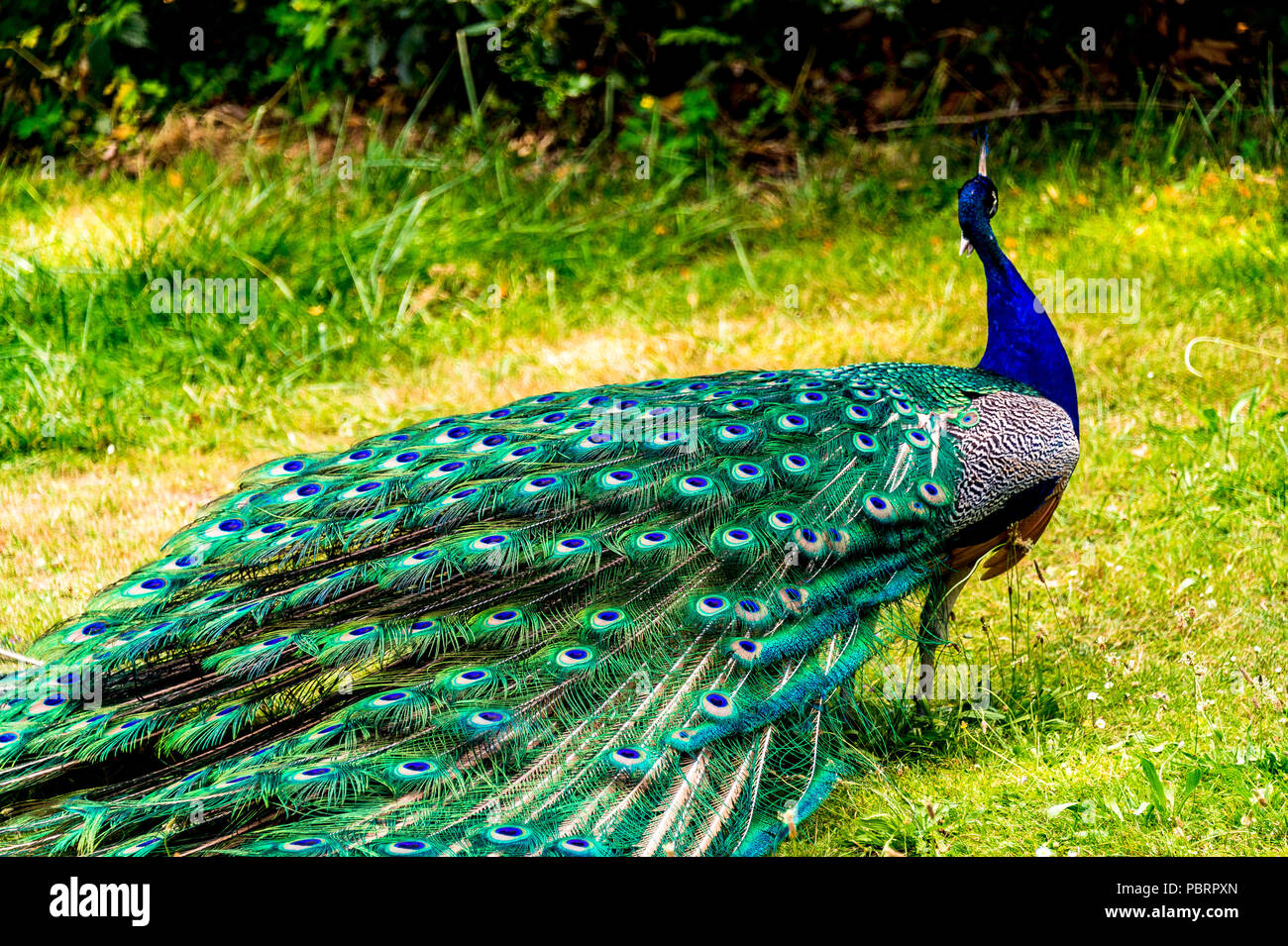 Peacock in a park in Paris, France Stock Photo