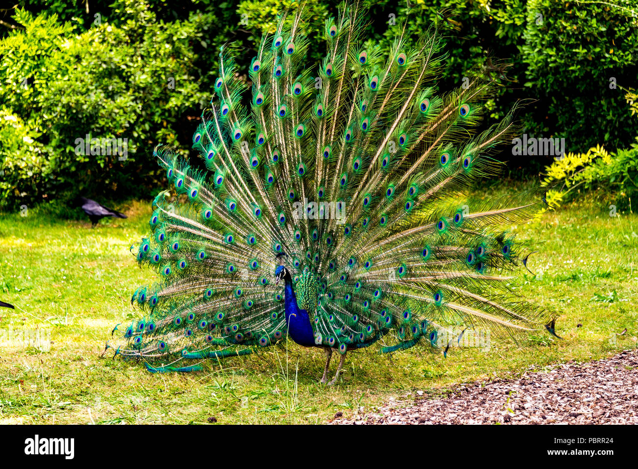 Peacock in a park in Paris, France Stock Photo