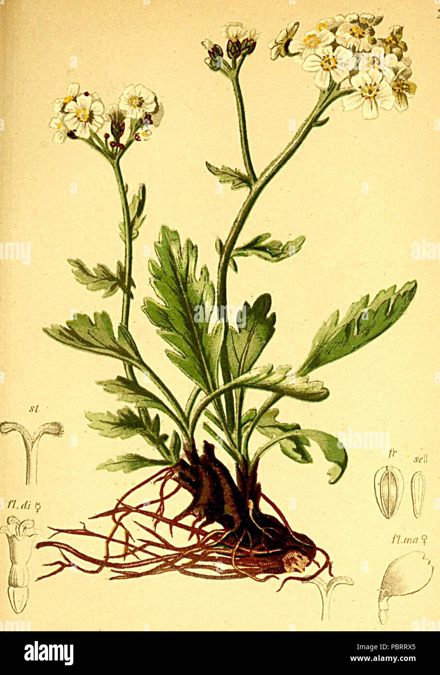 Achillea clavenae Atlas Alpenflora. Stock Photo
