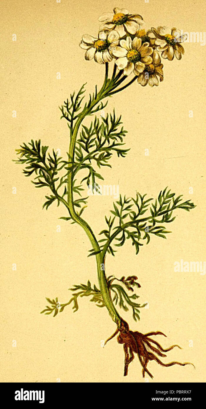 Achillea clusiana Atlas Alpenflora. Stock Photo