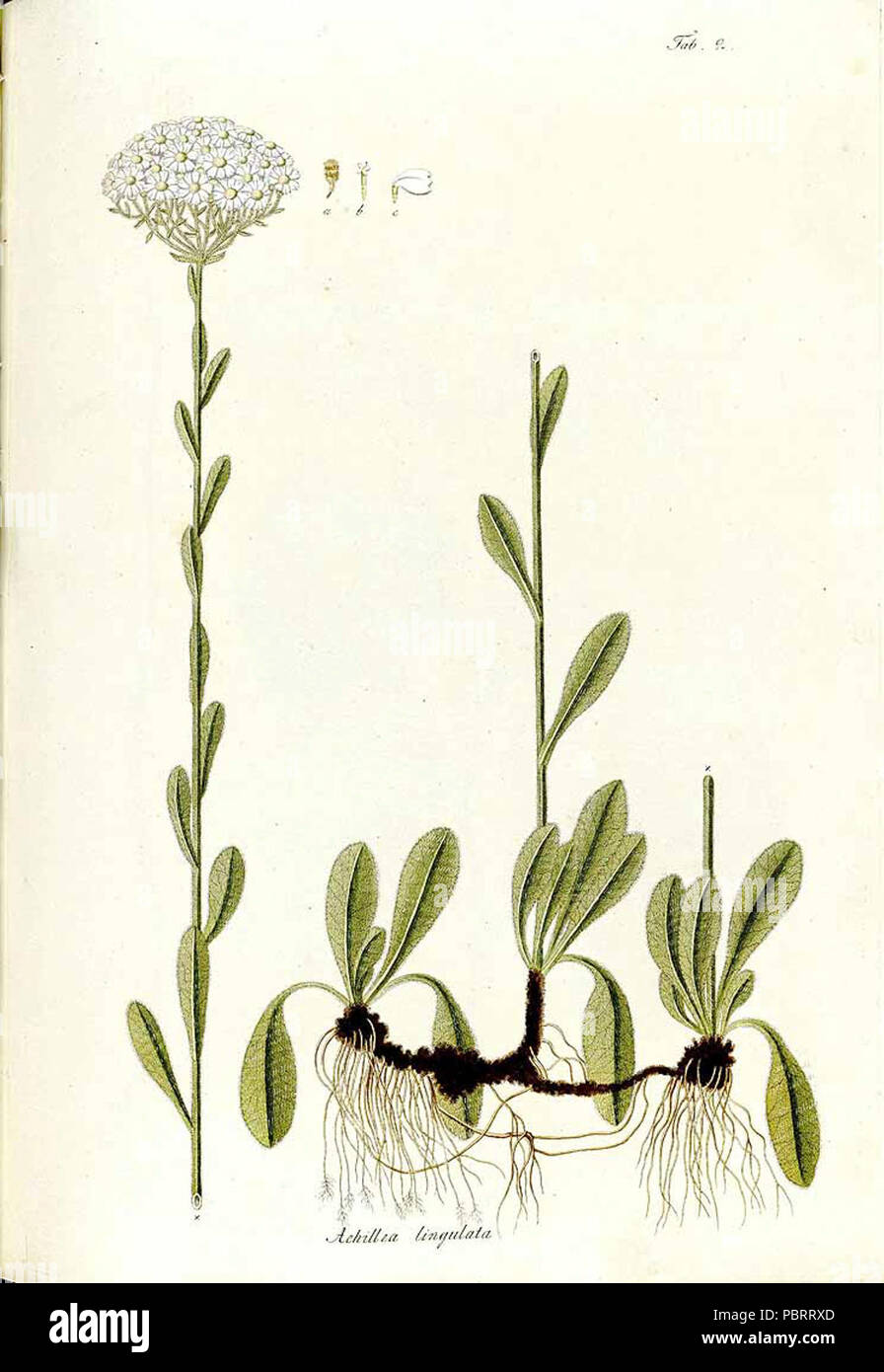 Achillea lingulata. Stock Photo