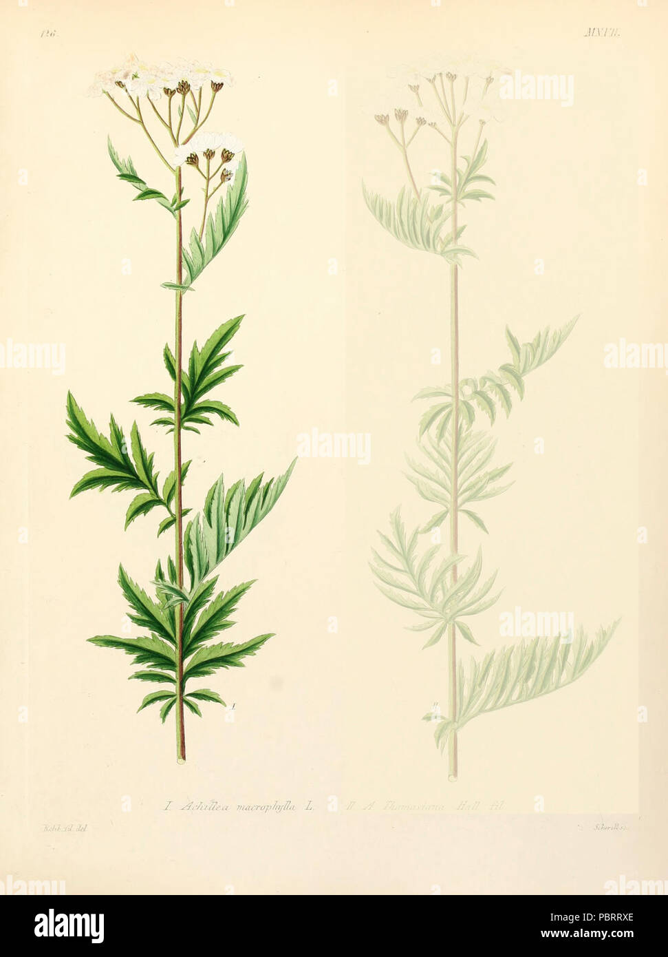 Achillea macrophylla. Stock Photo