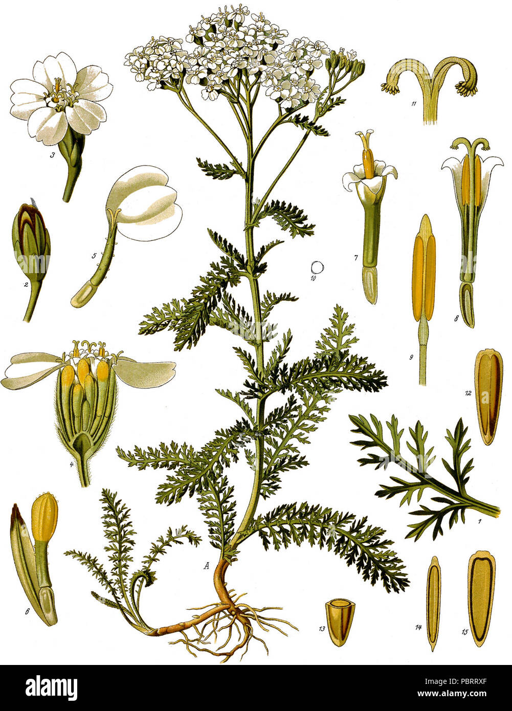 Achillea millefolium - Köhler–s Medizinal-Pflanzen-149. Stock Photo