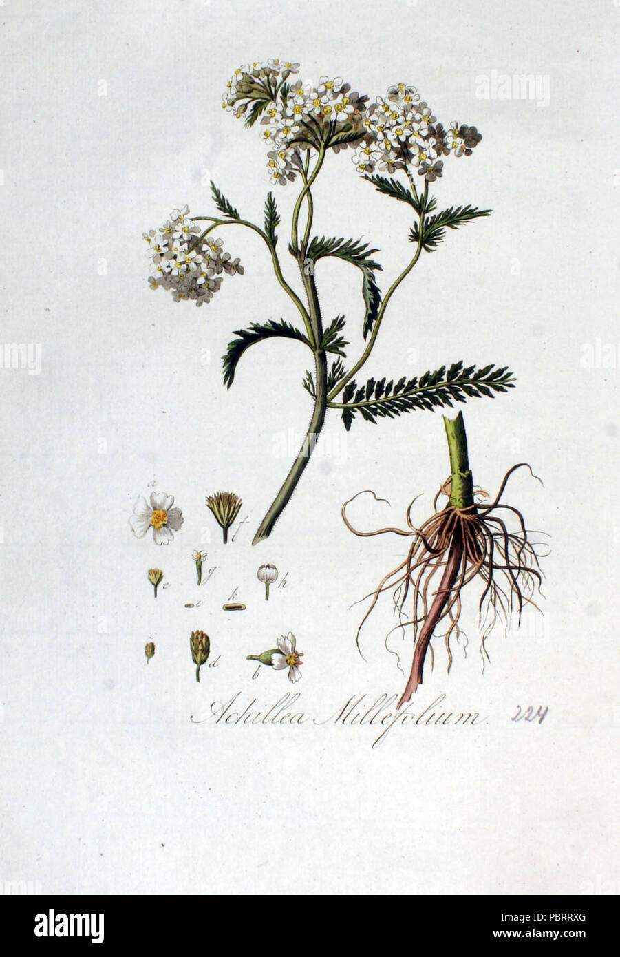 Achillea millefolium — Flora Batava — Volume v3. Stock Photo