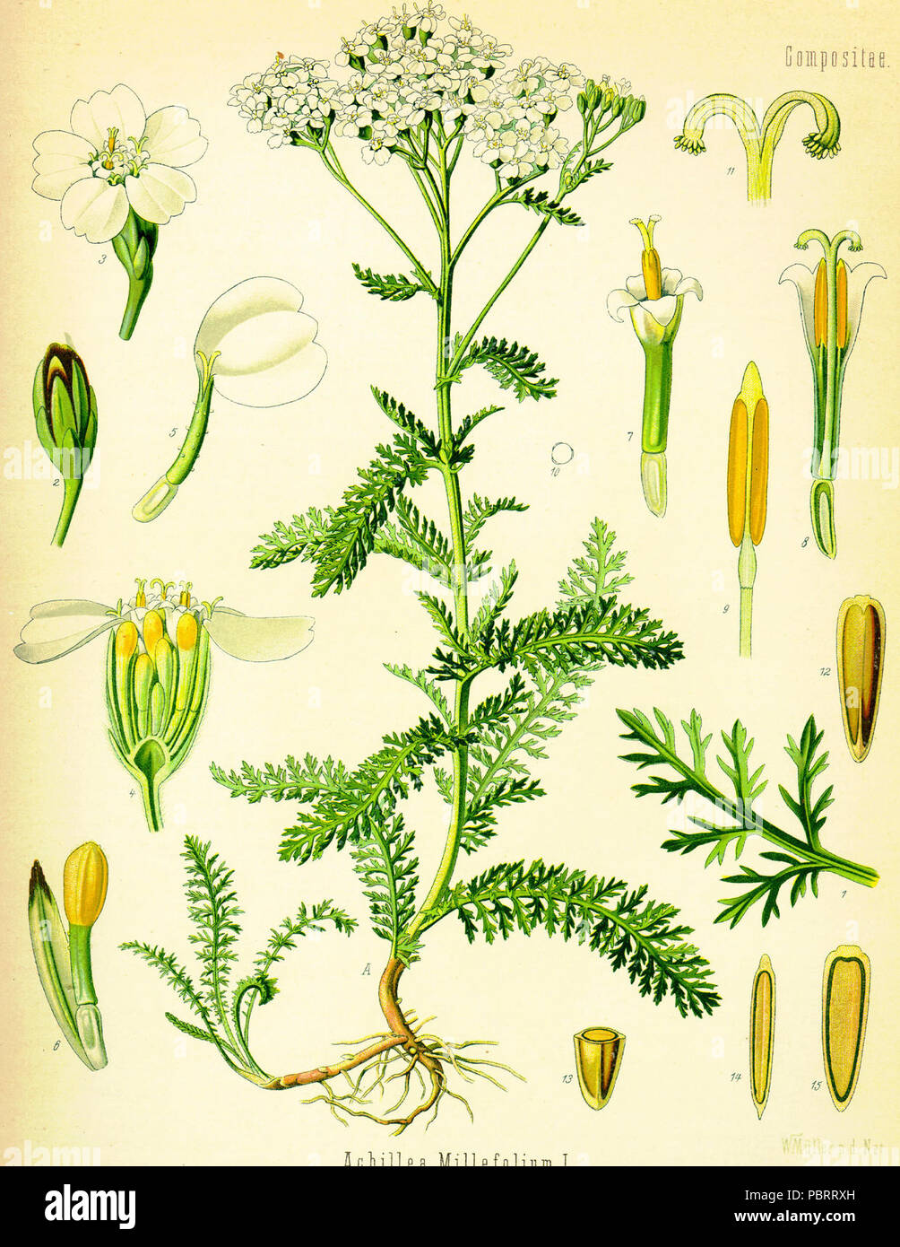 Achillea millefolium (Köhler). Stock Photo