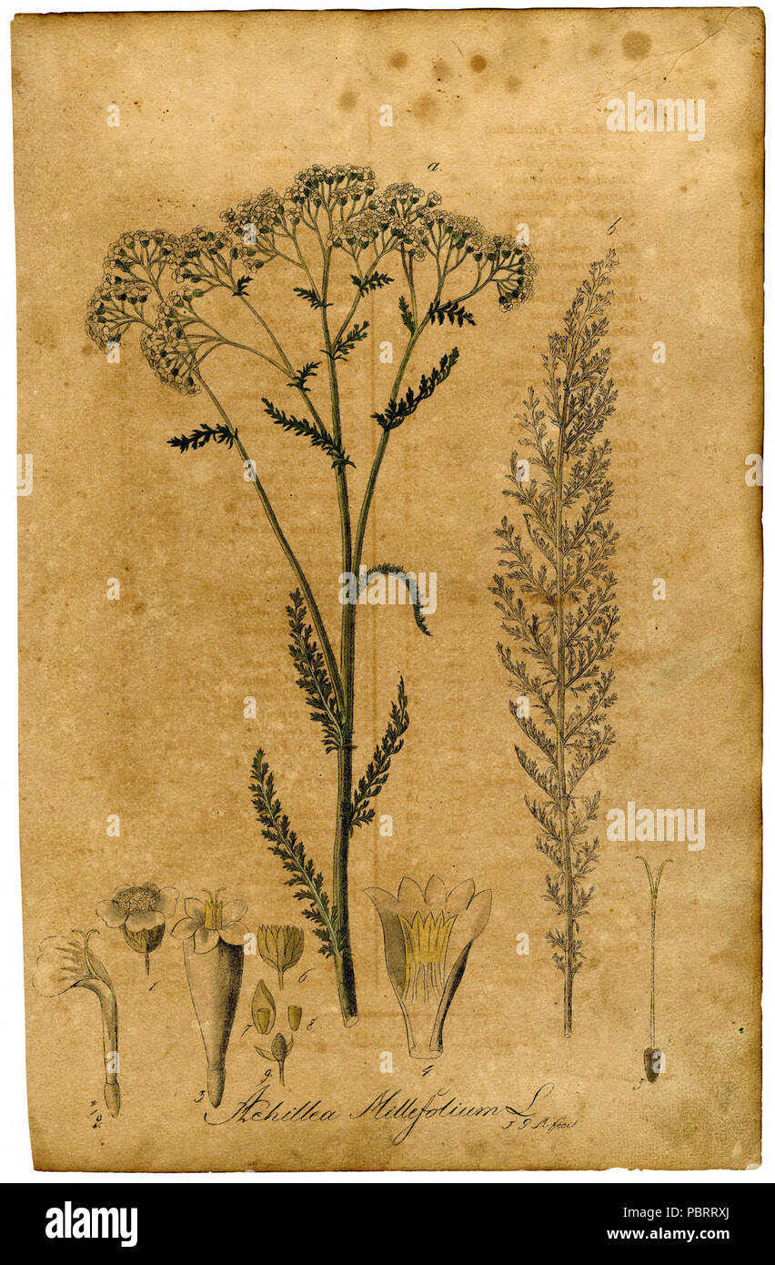 Achillea millefolium Mann. Stock Photo