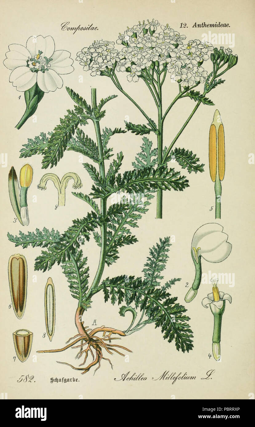 Achillea millefolium001. Stock Photo
