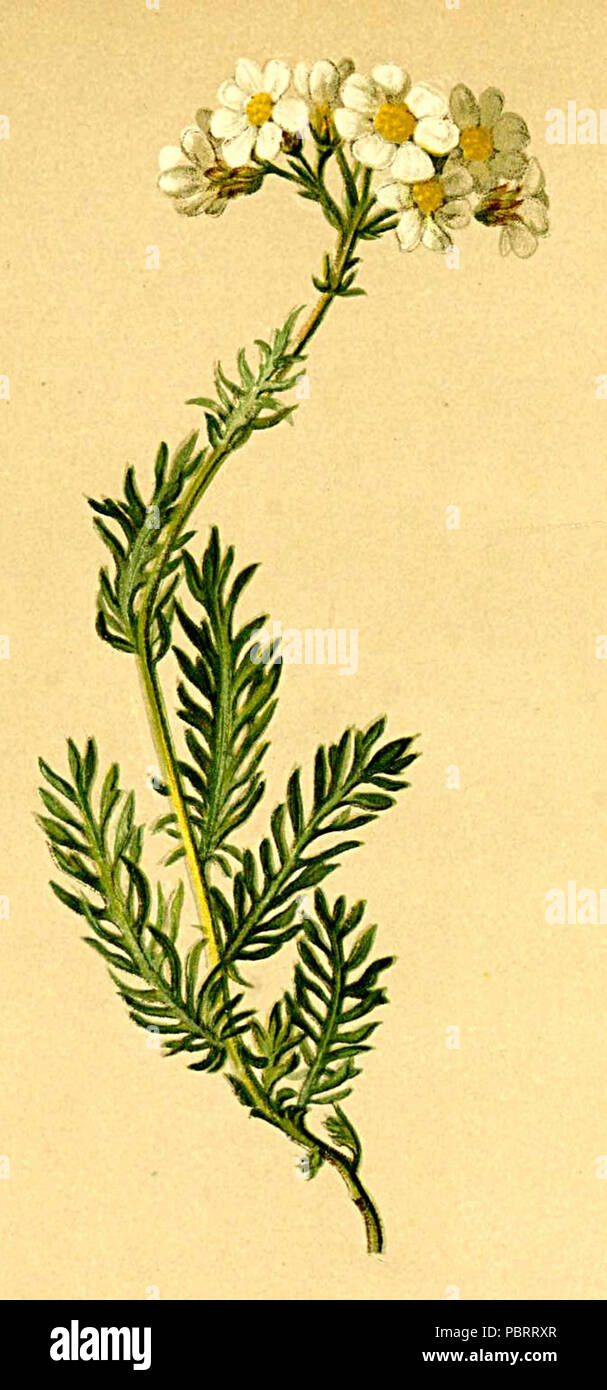 Achillea moschata Atlas Alpenflora. Stock Photo