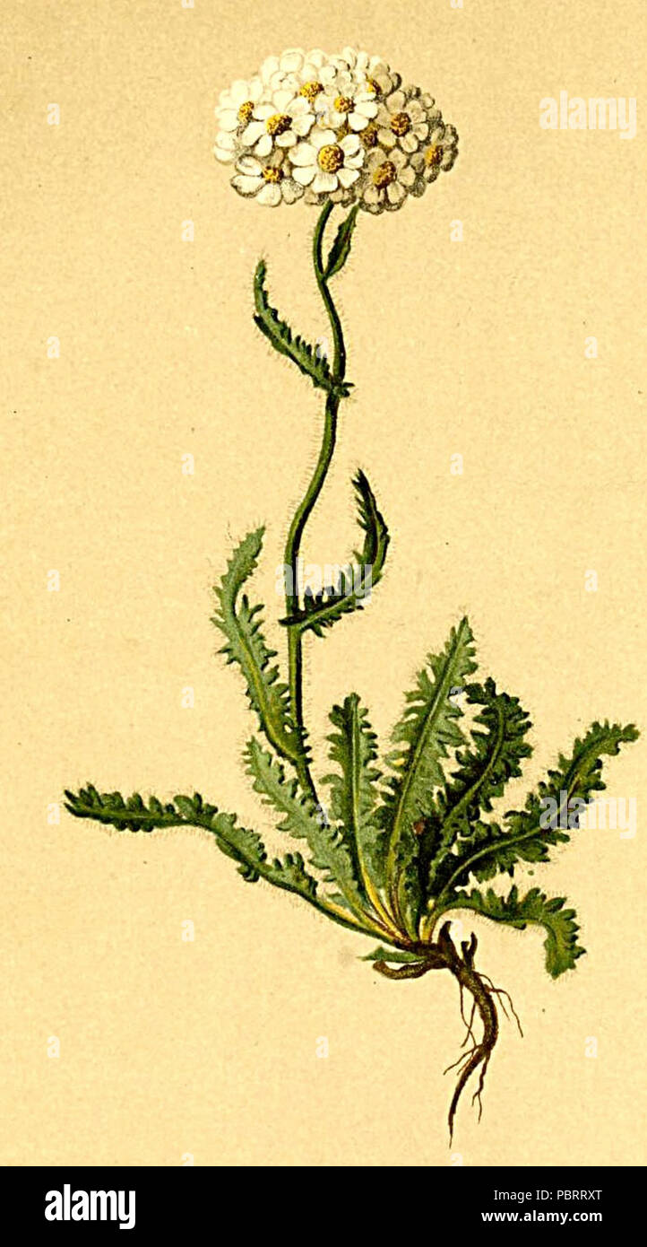 Achillea nana Atlas Alpenflora. Stock Photo