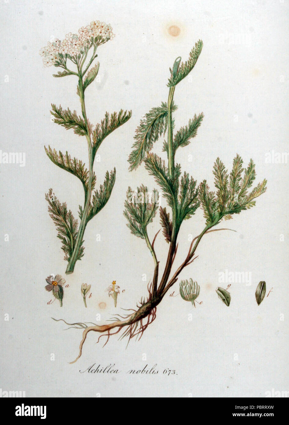 Achillea nobilis — Flora Batava — Volume v9. Stock Photo