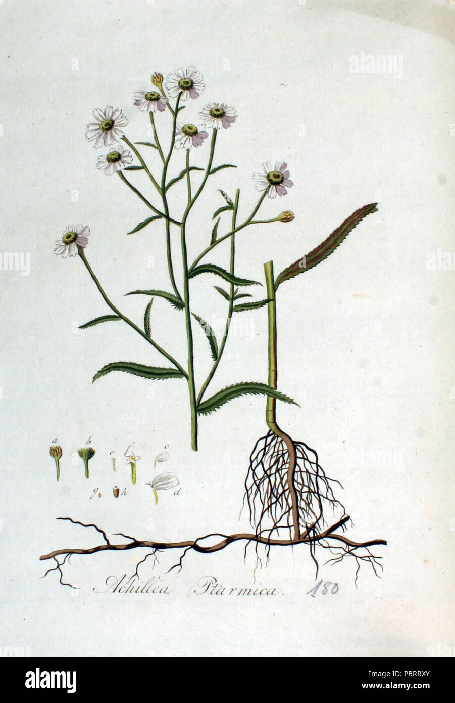 Achillea ptarmica — Flora Batava — Volume v3. Stock Photo