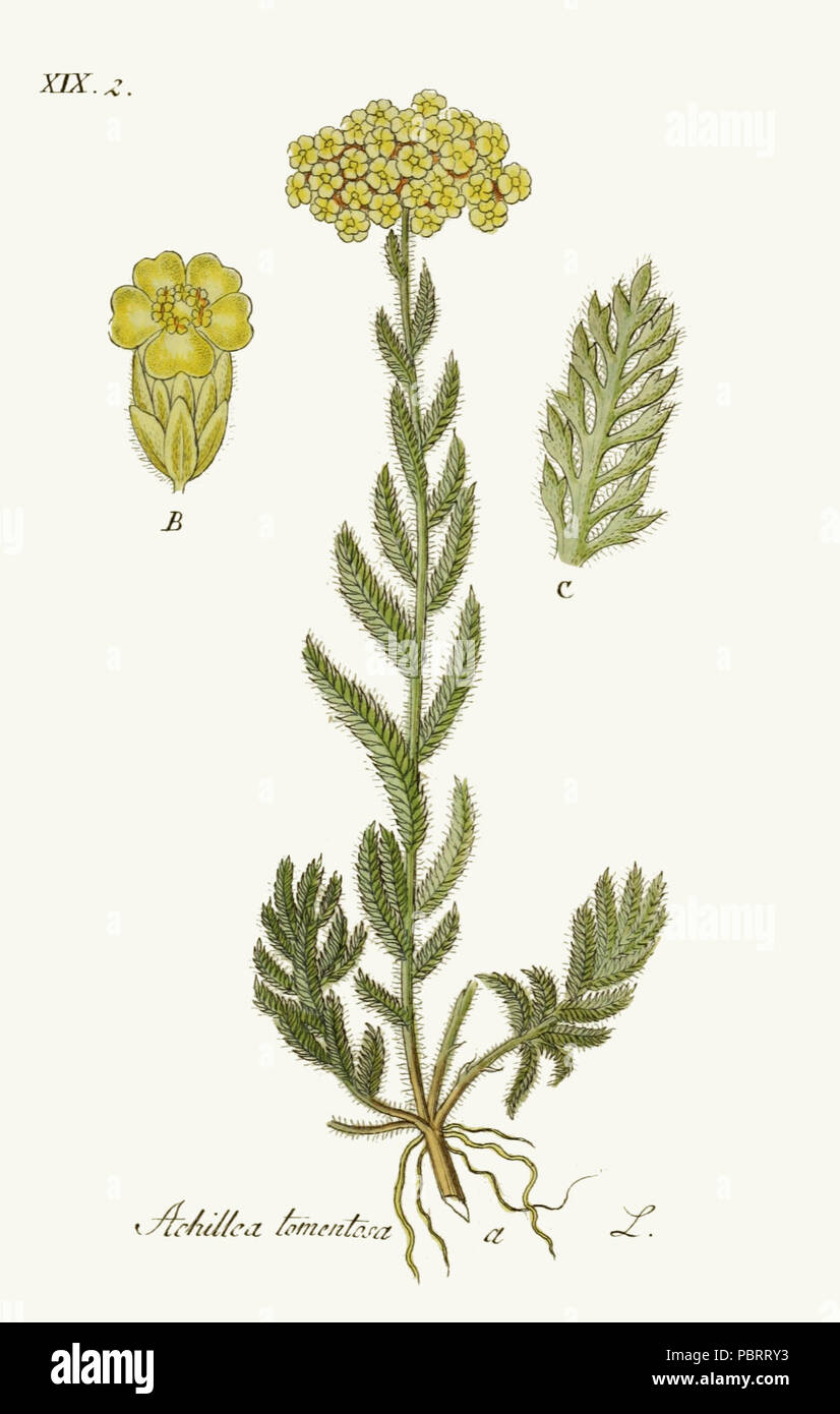 Achillea tomentosa - Deutschlands Flora in Abbildungen nach der natur - vol. 14 t. 62. Stock Photo