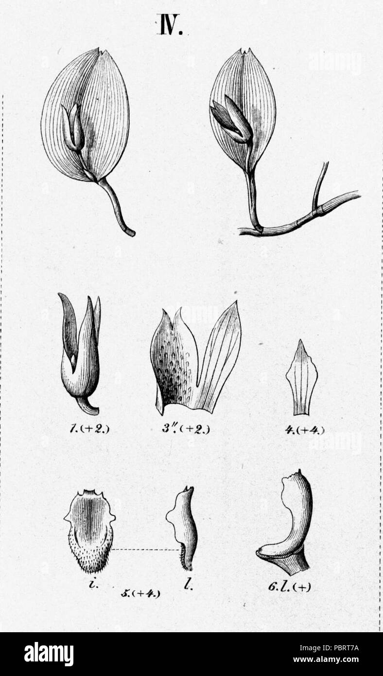 Acianthera bidentula (as Pleurothallis bidentula)- cutout from Fl.Br.3-4-93-fig. IV. Stock Photo
