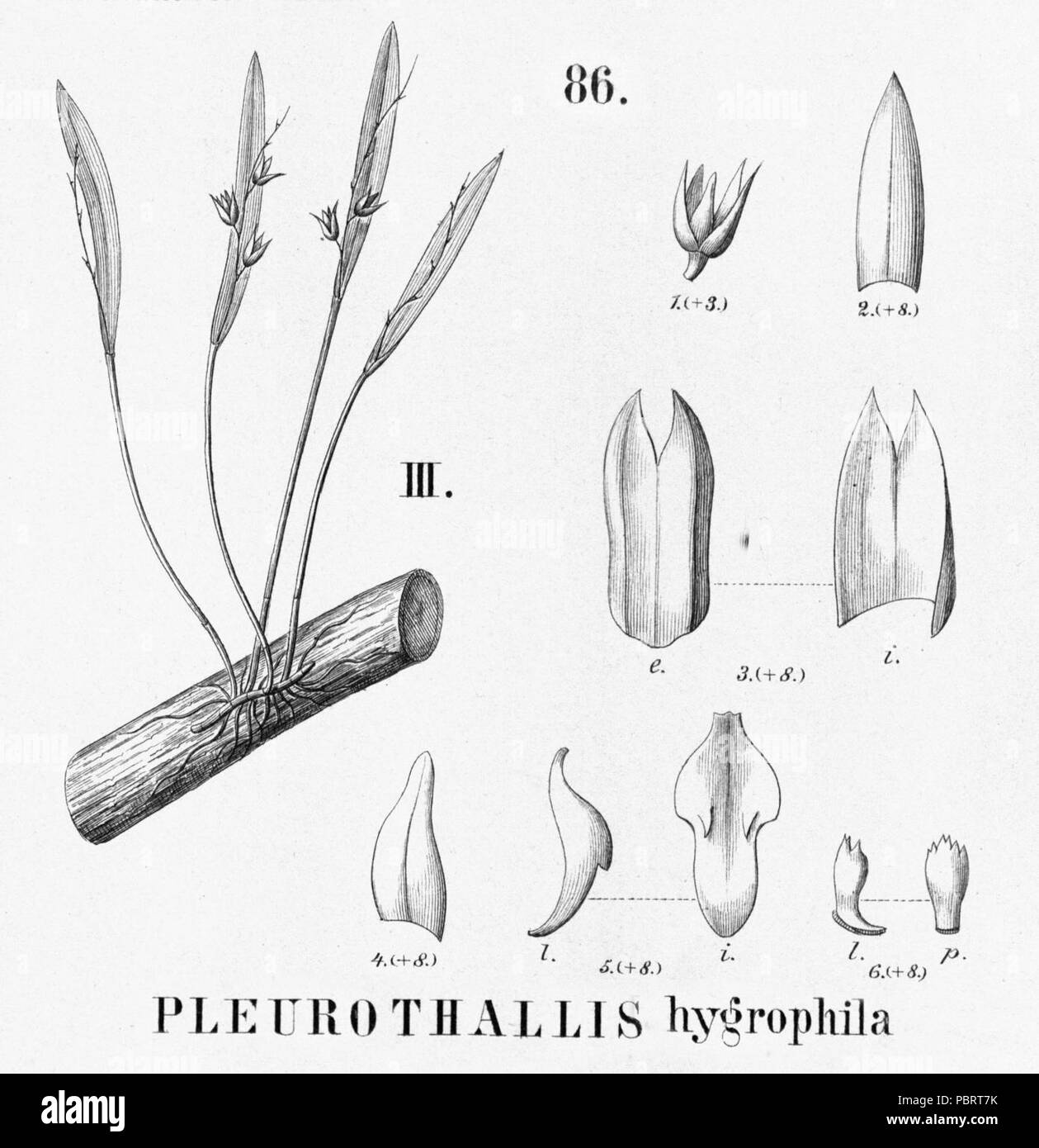 Acianthera hygrophila (as Pleurothallis hygrophila) - cutout from Flora Brasiliensis 3-4-86 fig III. Stock Photo