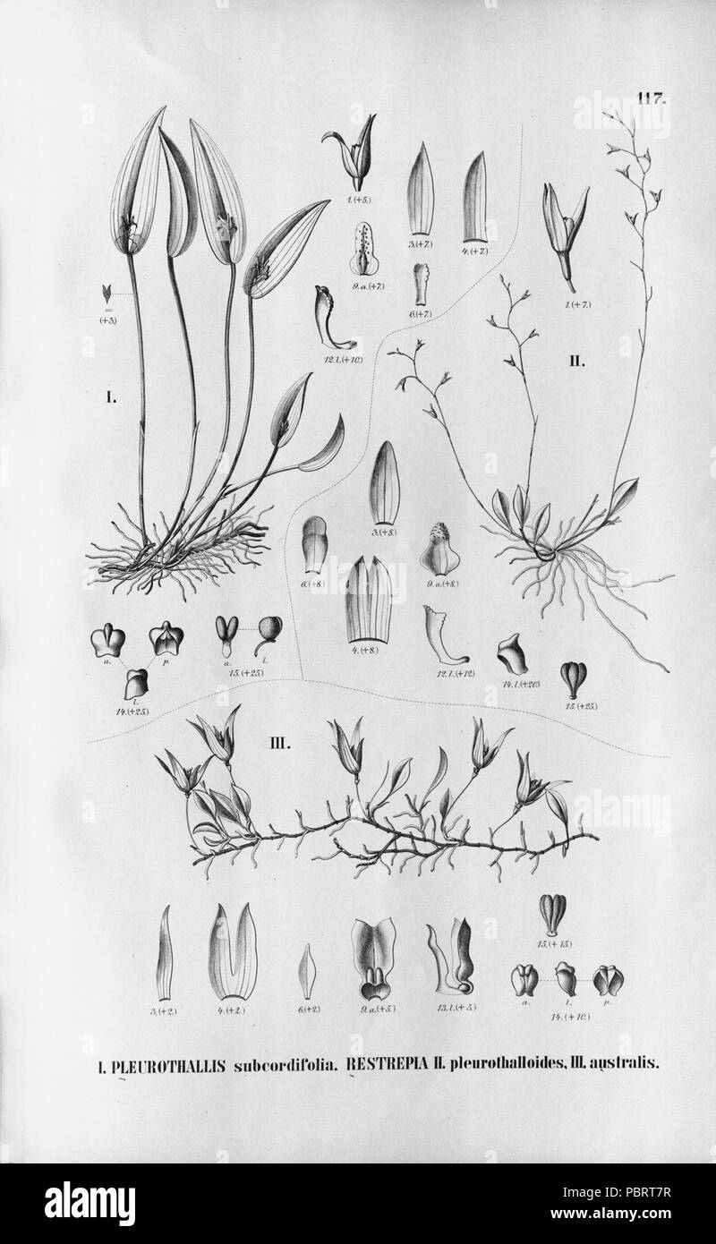 Acianthera luteola (as Pleurothallis subcordifolia) - Pleurothallis pleurothalloides - (as Restrepia pl.) - Barbosella australis (as Restrepia austr.) - Fl.Br.3-6-117. Stock Photo