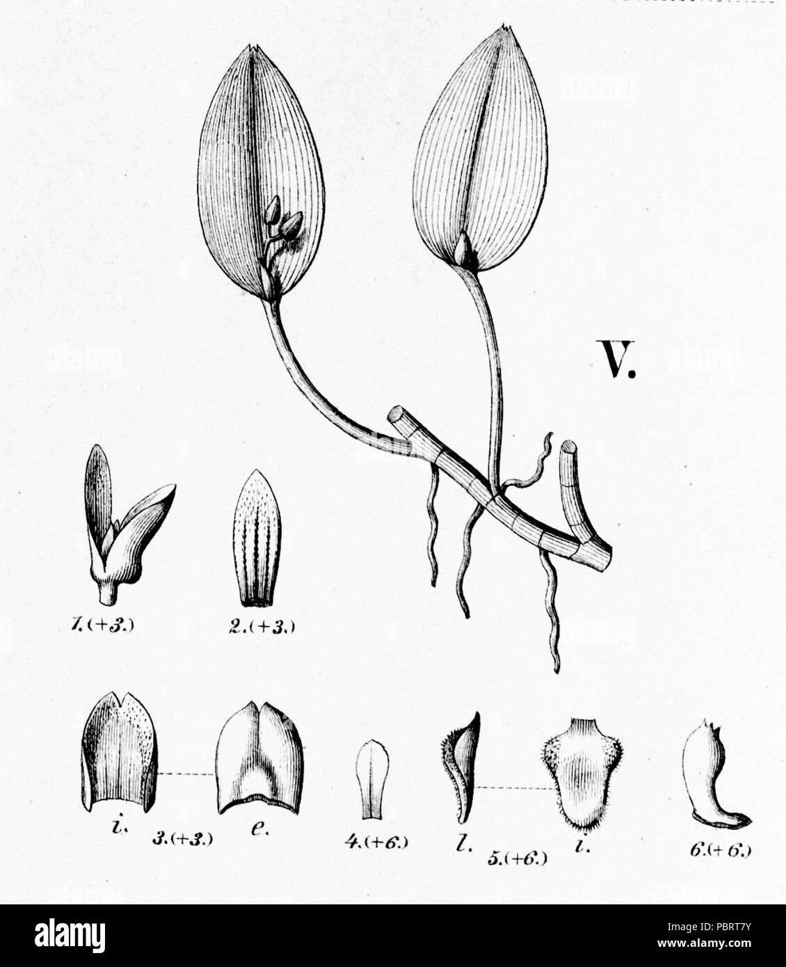 Acianthera micrantha (as Pleurothallis micrantha) - cutout from Fl.Br.3-4-95 fig V. Stock Photo