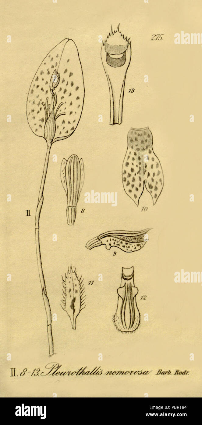 Acianthera nemorosa (as Pleurothallis nemorosa) - cut from Xenia 3 pl 275, fig. II. Stock Photo