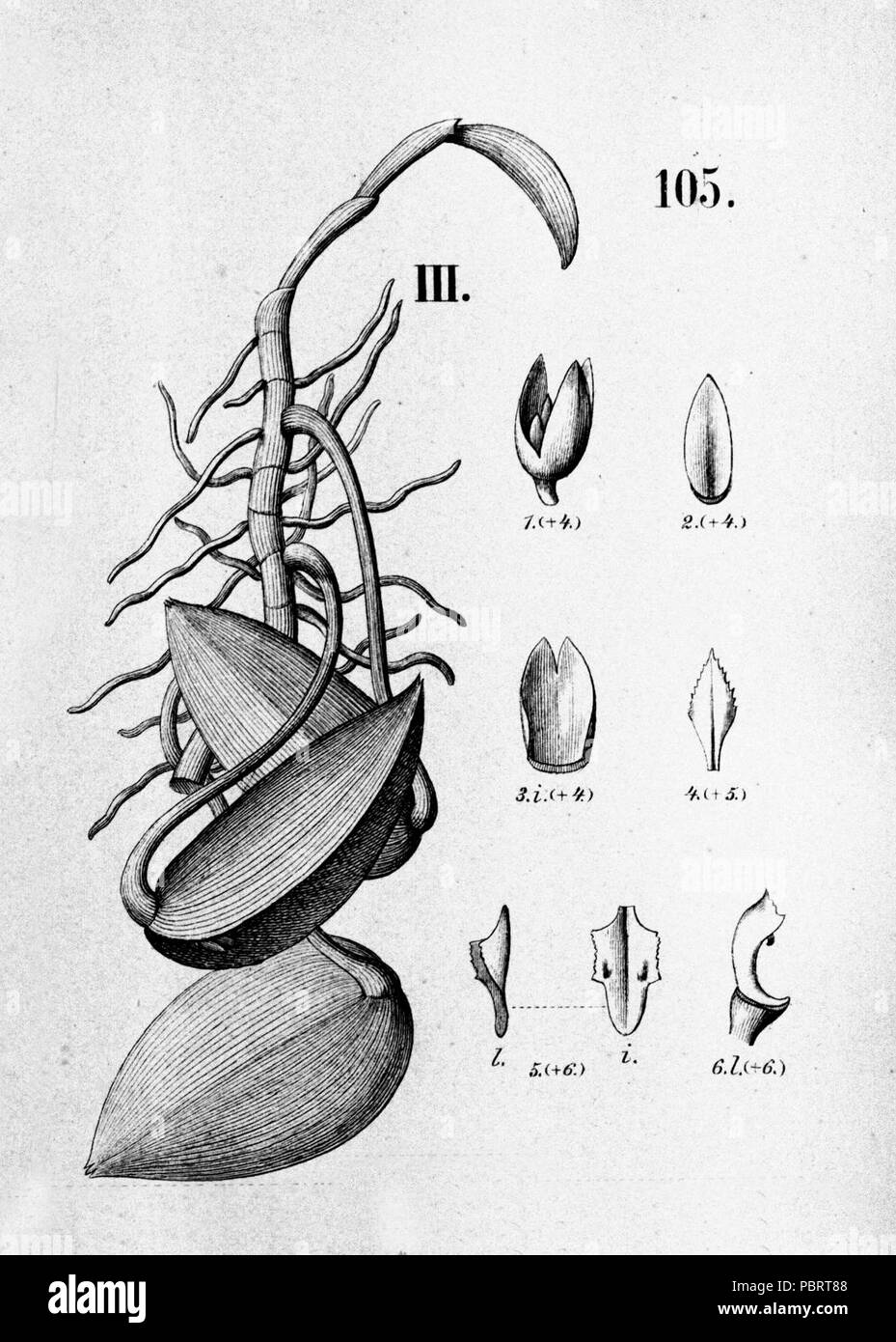 Acianthera prolifera (as Pleurothallis hamosa) -cutout from Fl.Br.3-4-105 - fig. III. Stock Photo