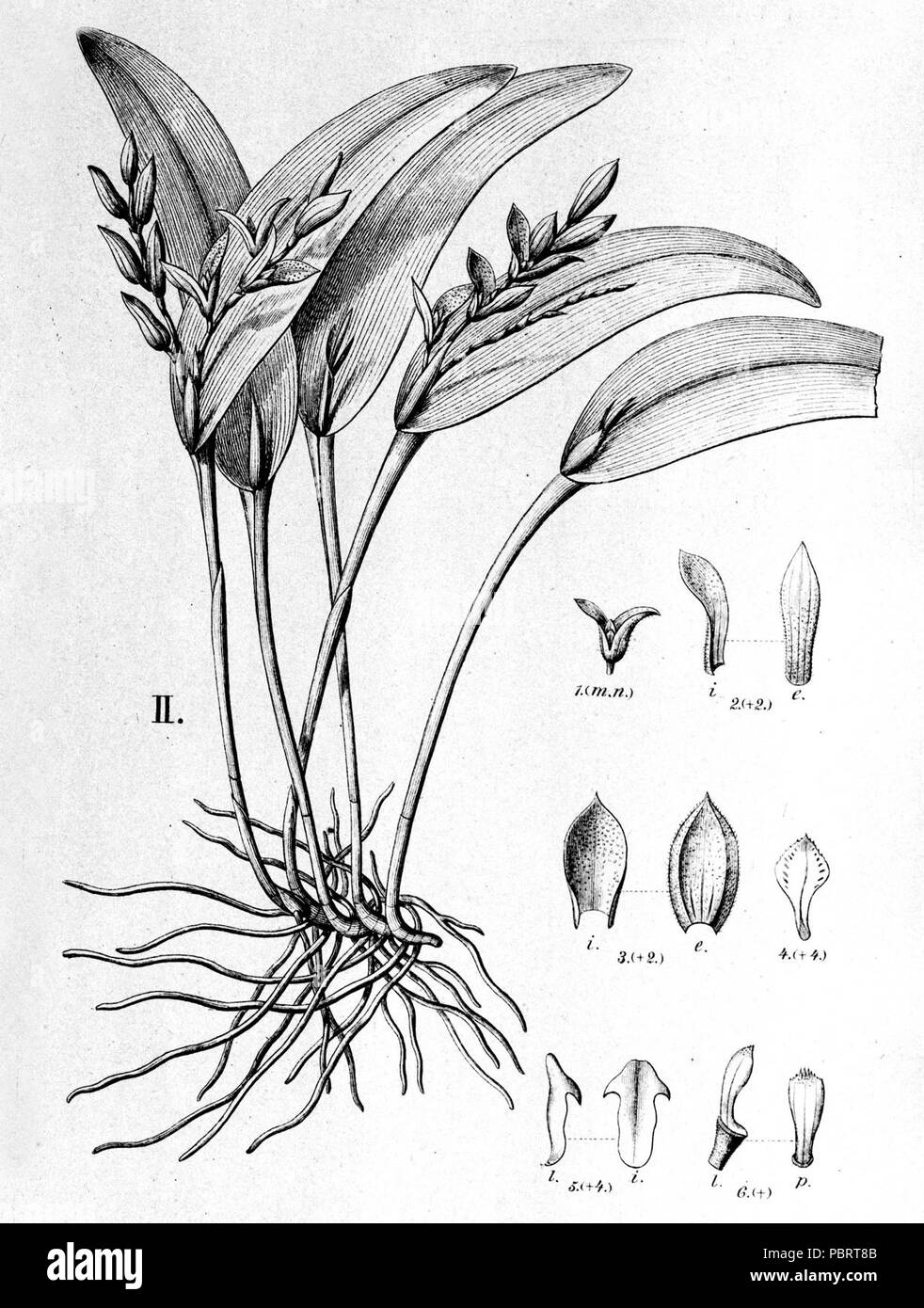 Acianthera pubescens (as Pleurothallis rio-grandensis) - fig. Ii cut from Fl.Br.3-4-107. Stock Photo