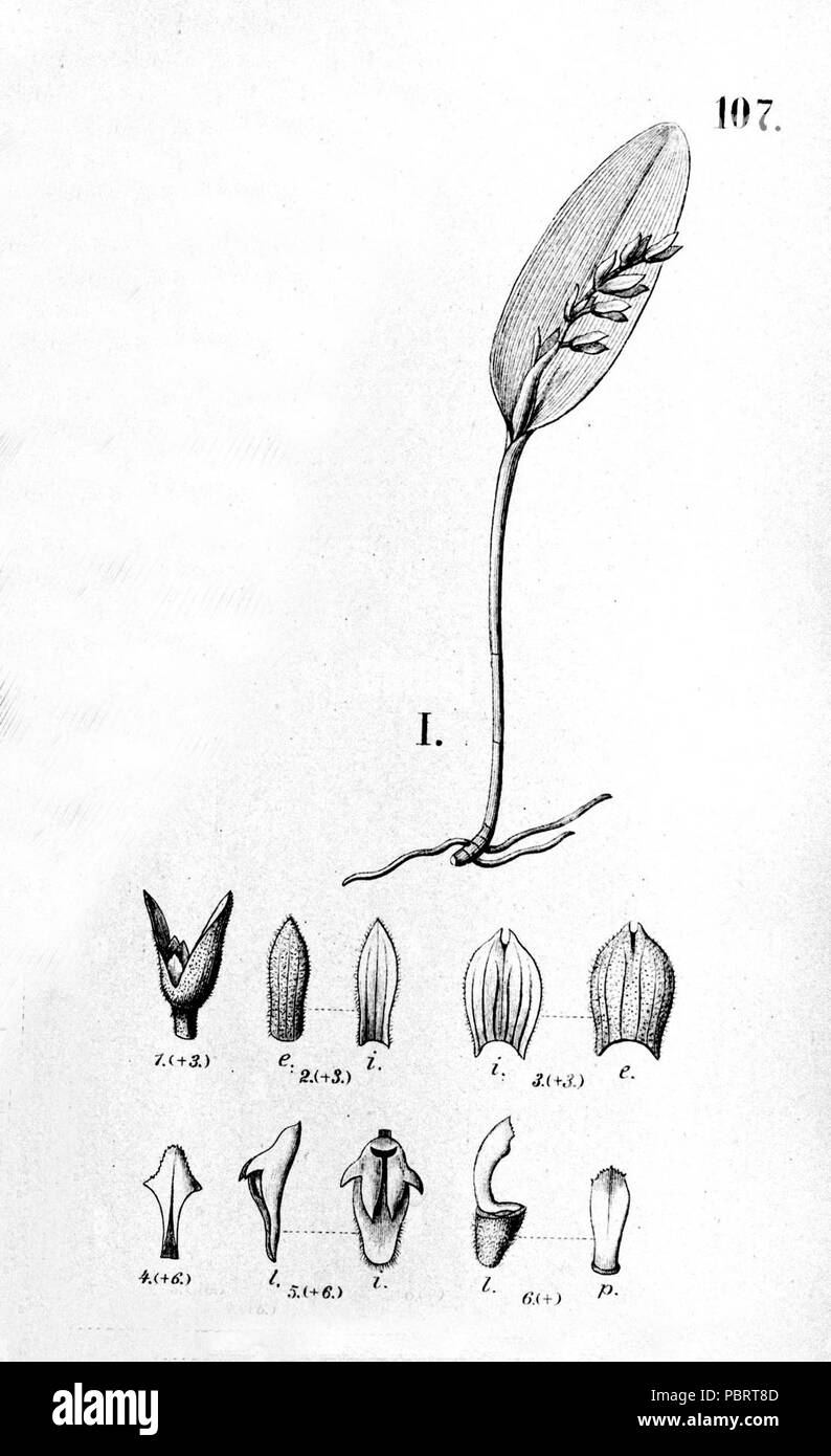 Acianthera pubescens or Acianthera smithiana (as Pleurothallis smithiana) - fig. I cut from Fl.Br.3-4-107. Stock Photo