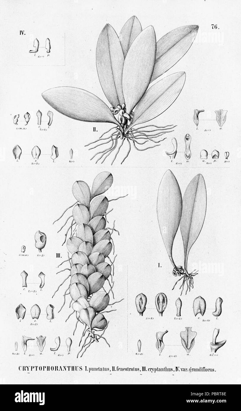 Acianthera punctatiflora - fenestrata - cryptantha (as Cryptophoranthus punctatus - fenestratus - cryptanthus) - Flora Brasiliensis 3-4-76. Stock Photo