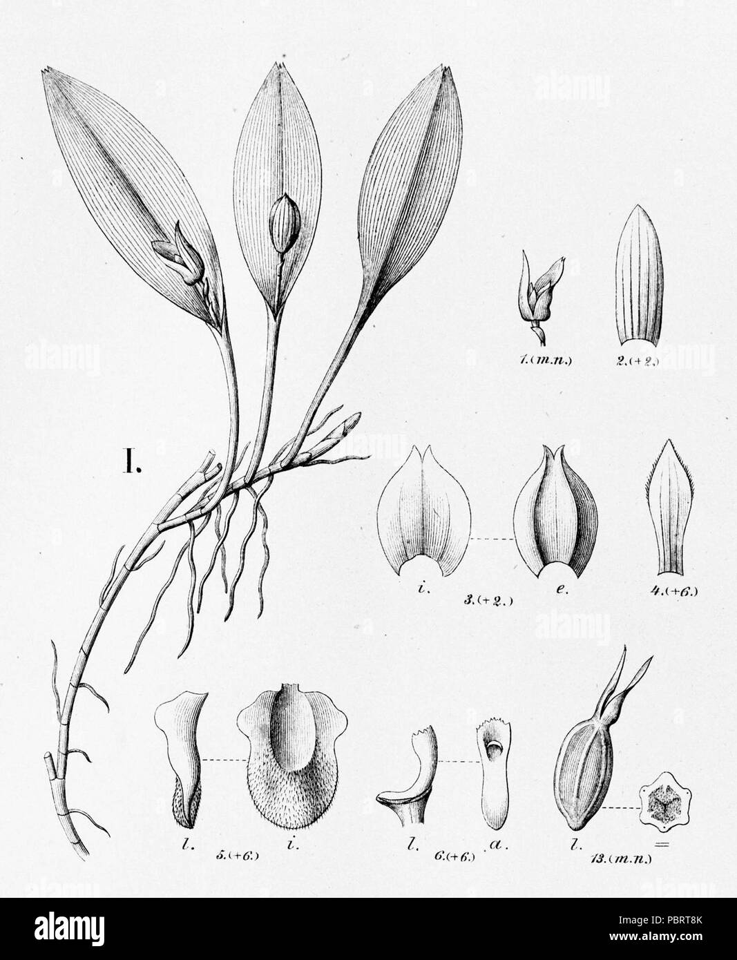 Acianthera saundersiana (as Pleurothallis felislingua)- cutout from Fl.Br.3-4-97 - fig. I. Stock Photo