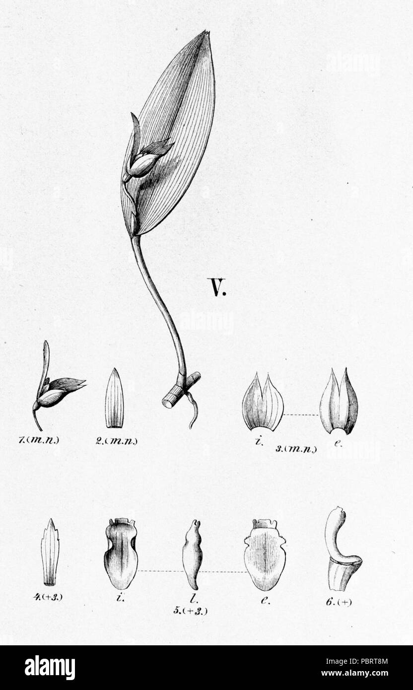 Acianthera saundersiana (as syn. Pleurothallis josephensis) - cutout from Fl.Br.3-4-93-fig. V. Stock Photo