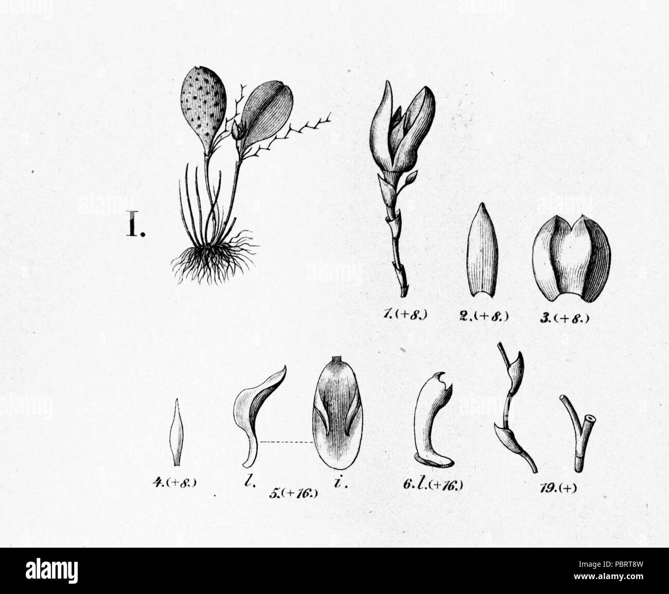 Acianthera serpentula (as Pleurothallis punctata) - cutout from Fl.Br.3-4-92. Stock Photo