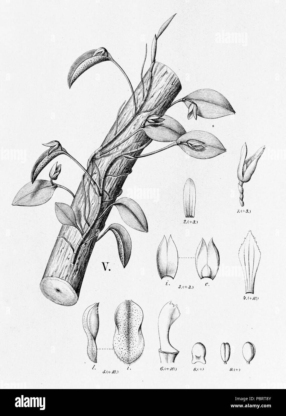 Acianthera serpentula (as syn. Pleurothallis serpentula) - cutout from Fl.Br.3-4-97 - fig. V. Stock Photo