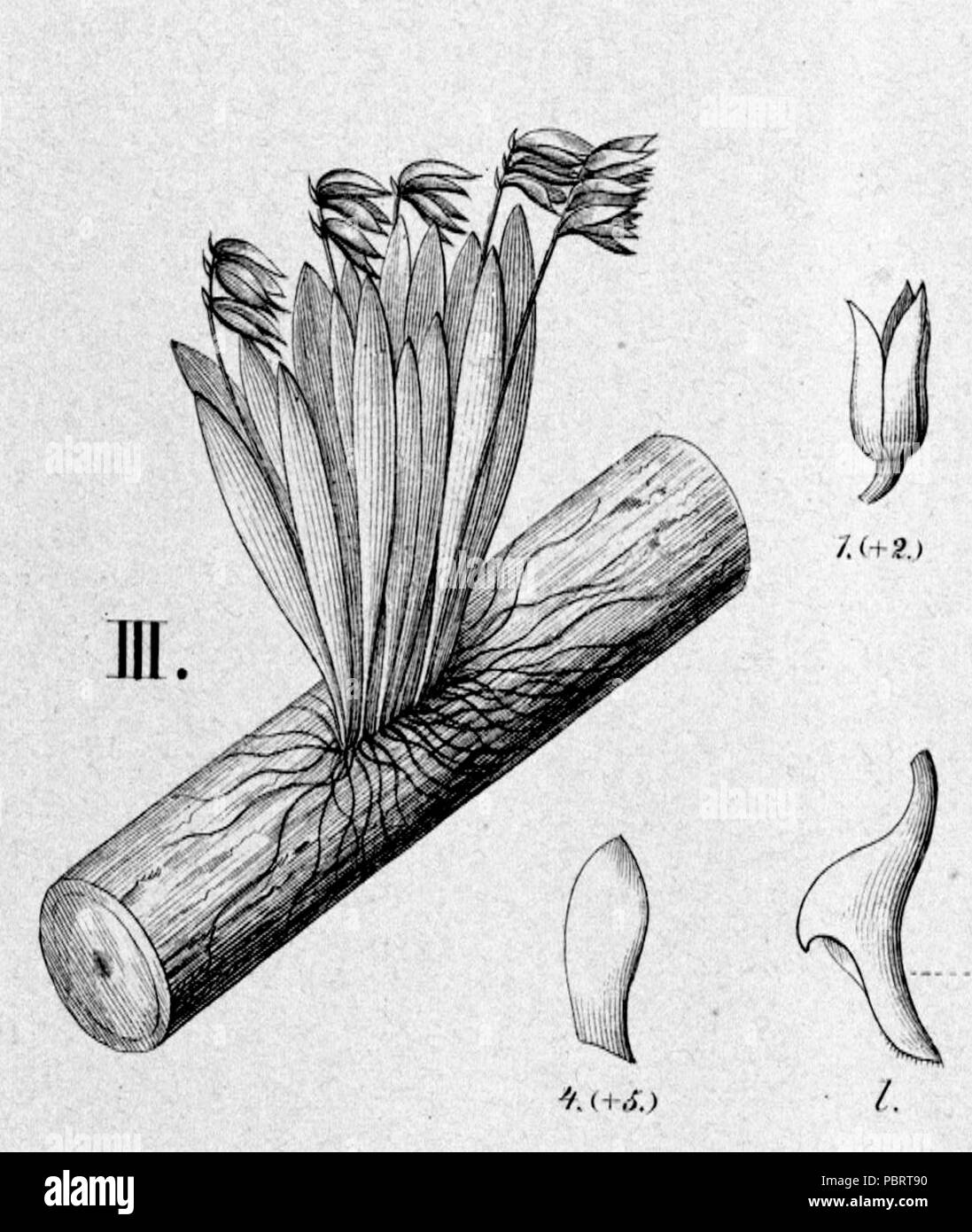 Acianthera sonderiana (as Pleurothallis sonderiana) - cutout from Fl.Br.3-4-102 - fig. III. Stock Photo