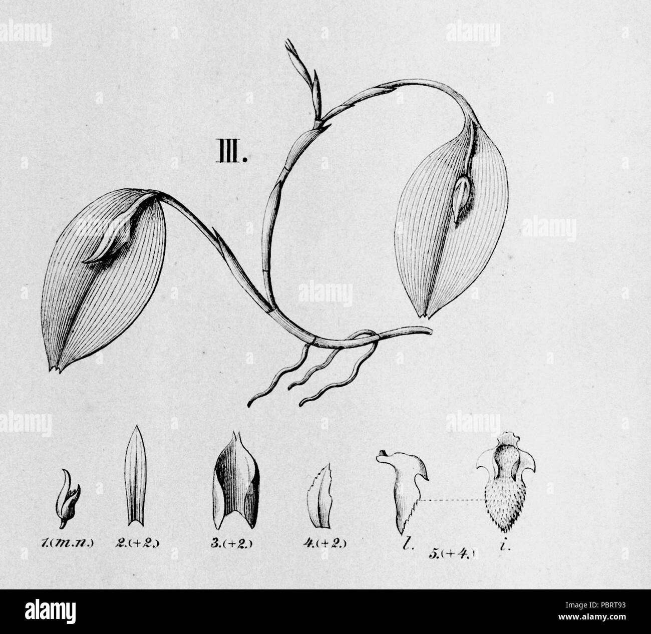 Acianthera yauaperyensis (as syn. Pleurothallis yauaperyensis)- cutout from Fl.Br.3-4-116 - fig. III. Stock Photo