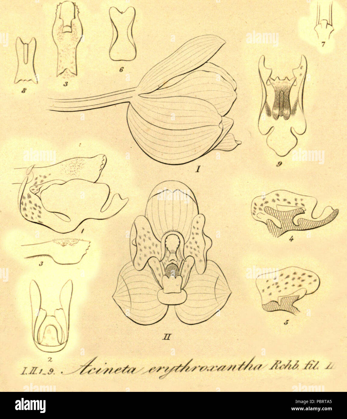 Acineta erythroxantha - cut from Xenia vol 1 pl 70 (1858). Stock Photo