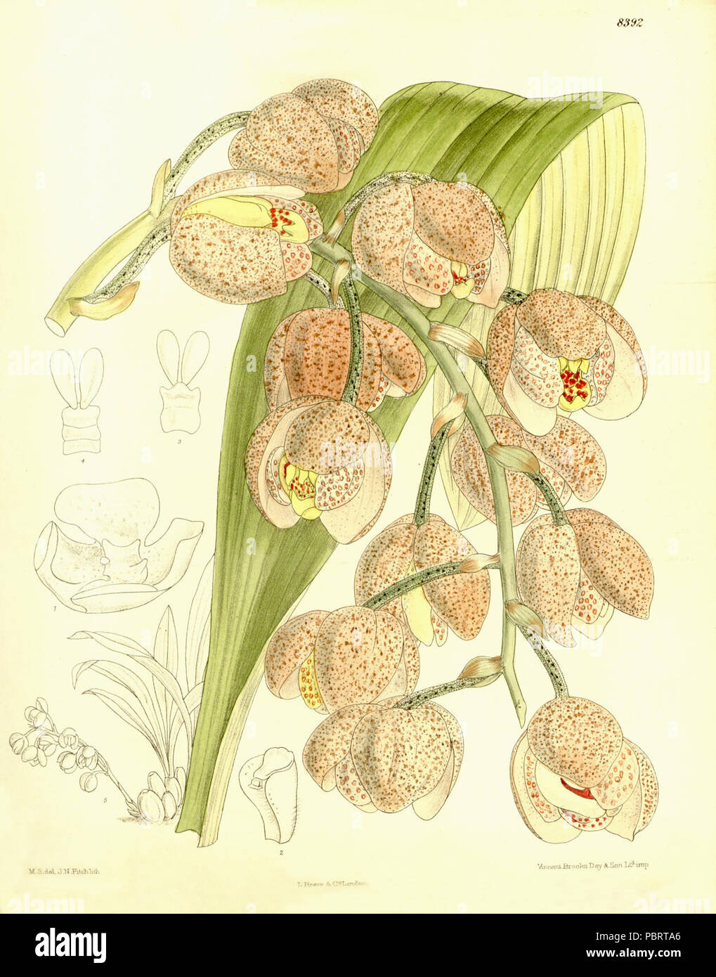 Acineta hrubyana (as Acineta moorei) - Curtis' 137 (Ser. 4 no. 7) pl. 8392 (1911). Stock Photo