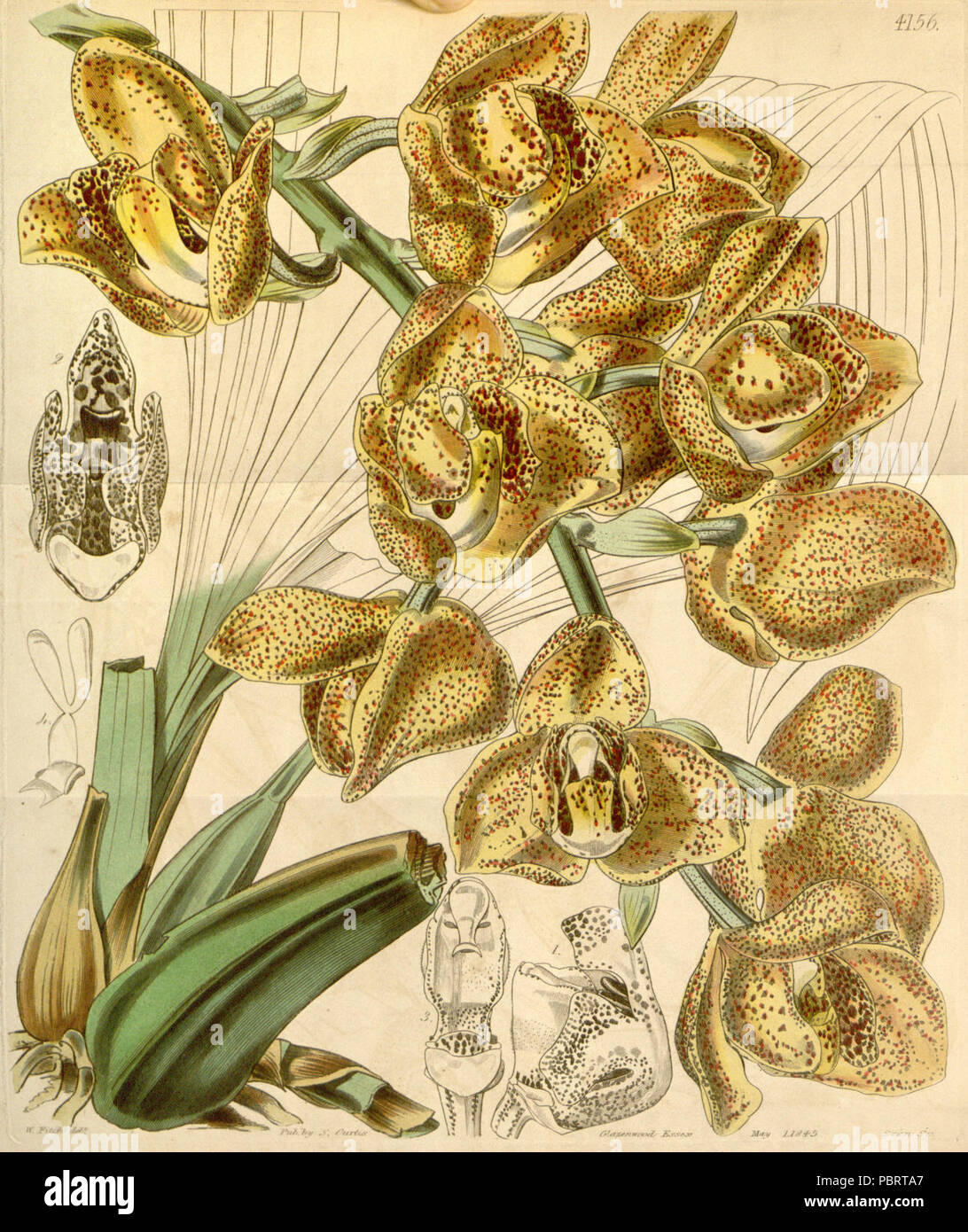 Acineta superba (as Peristeria humboldtii var. fulva) - Curtis' 71 (Ser. 3 no. 1) pl. 4156 (1845). Stock Photo