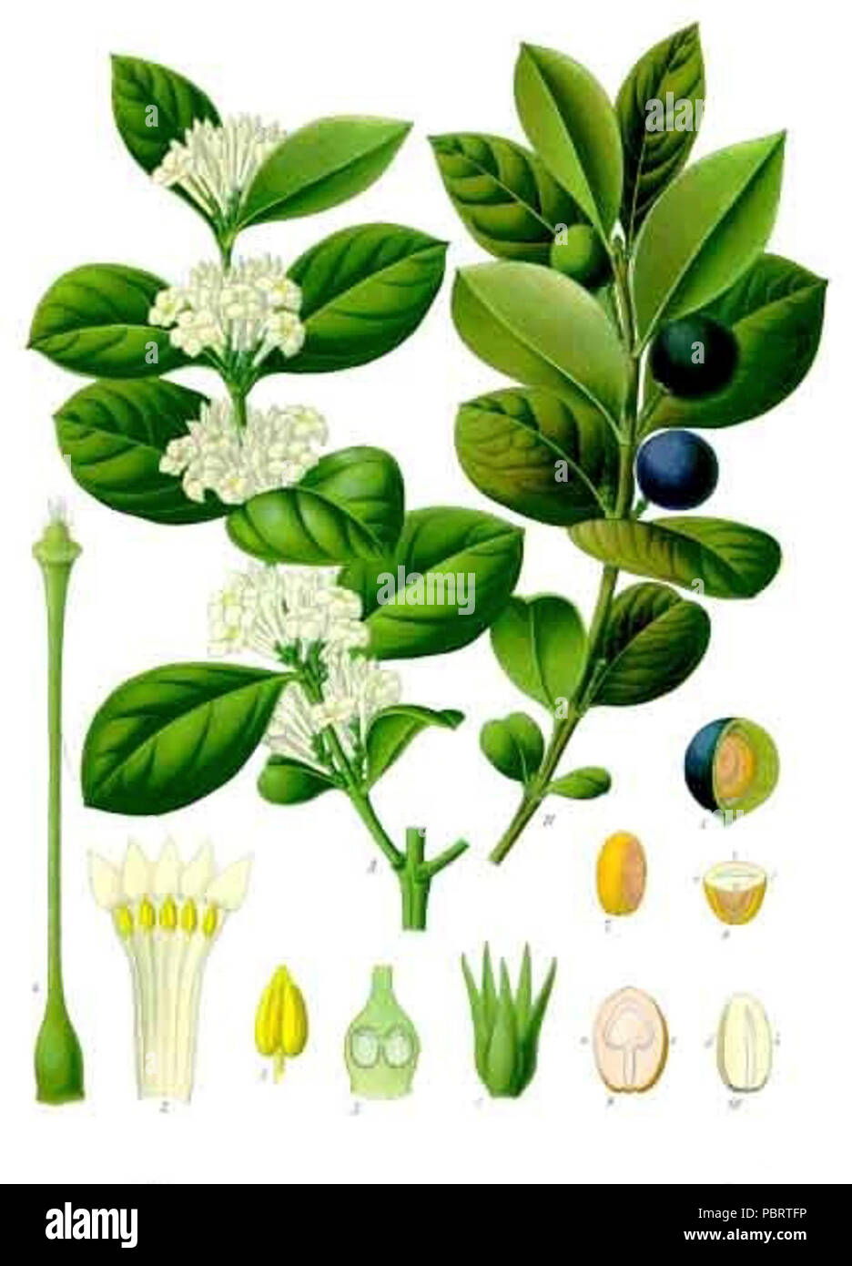 Acokanthera schimperi - Köhler–s Medizinal-Pflanzen-150. Stock Photo