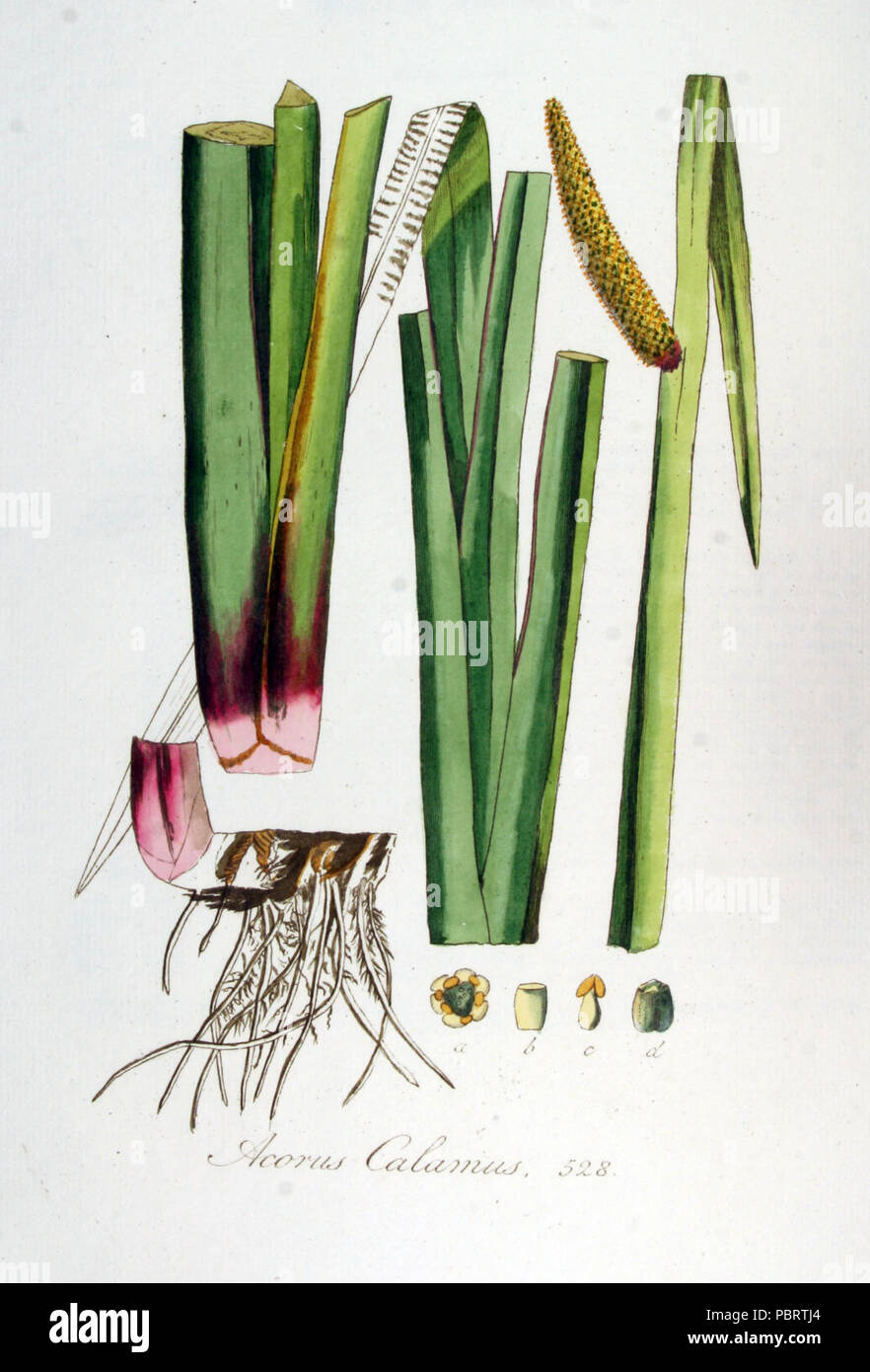 Acorus calamus — Flora Batava — Volume v7. Stock Photo