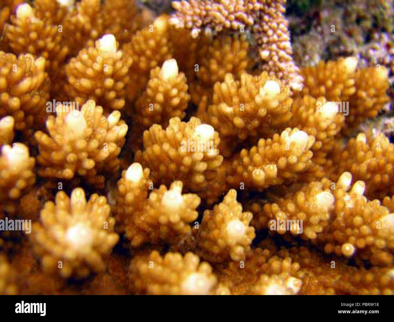 Acropora cophodactyla coralitos. Stock Photo